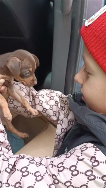 Подарите мне собаку!