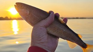 Енисей. Рыбалка на хариуса.