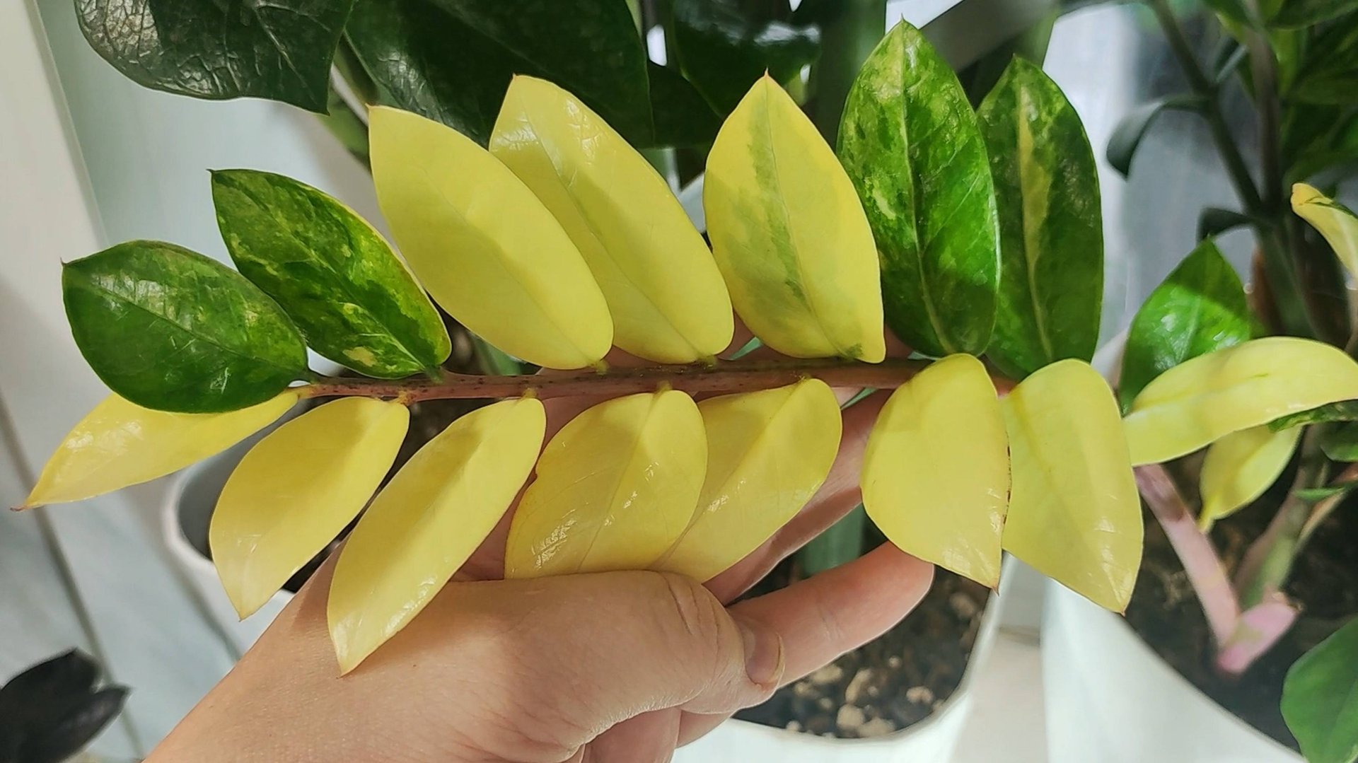 ВАРИЕГАТНЫЙ ЗАМИОКУЛЬКАС, как стимулировать и почему теряется окрас листьев смотреть онлайн