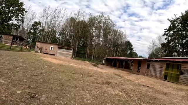 Что буду делать с собакой ?! Как с ней быть ... ХУТОР В ЛЕСУ №825 смотреть онлайн