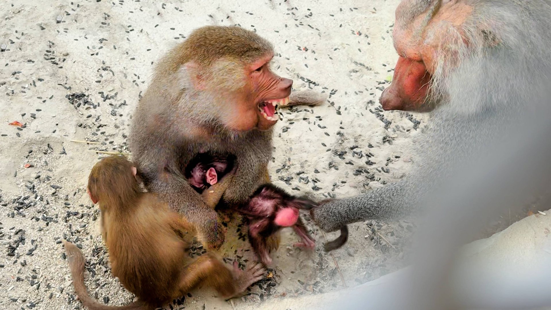 Это УЖАС! Дед проверяет СВОЕГО СЫНА на прочность! Доведет нас до ИНФАРКТА! Сплошной стресс от него! смотреть онлайн