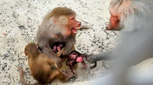 Это УЖАС! Дед проверяет СВОЕГО СЫНА на прочность! Доведет нас до ИНФАРКТА! Сплошной стресс от него!