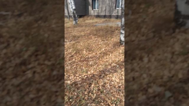 Экскурсия по Зее смотреть онлайн