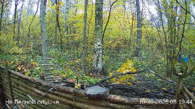 🍂ОКТЯБРЬ в ЛЕСУ онлайн #Relaxing #природа #звуки леса #птицы #погода🍁 смотреть онлайн