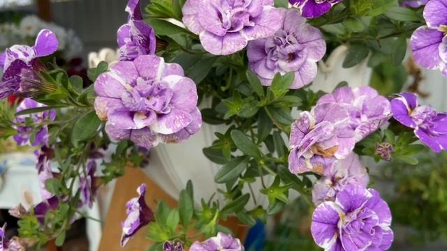 Калибрахоа сиреневая с белыми прожилками. Продолжительное цветение. смотреть онлайн