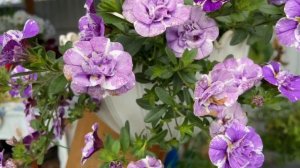 Калибрахоа сиреневая с белыми прожилками. Продолжительное цветение.