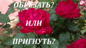 ПРИГНУТЬ ИЛИ ОБРЕЗАТЬ РОЗЫ?