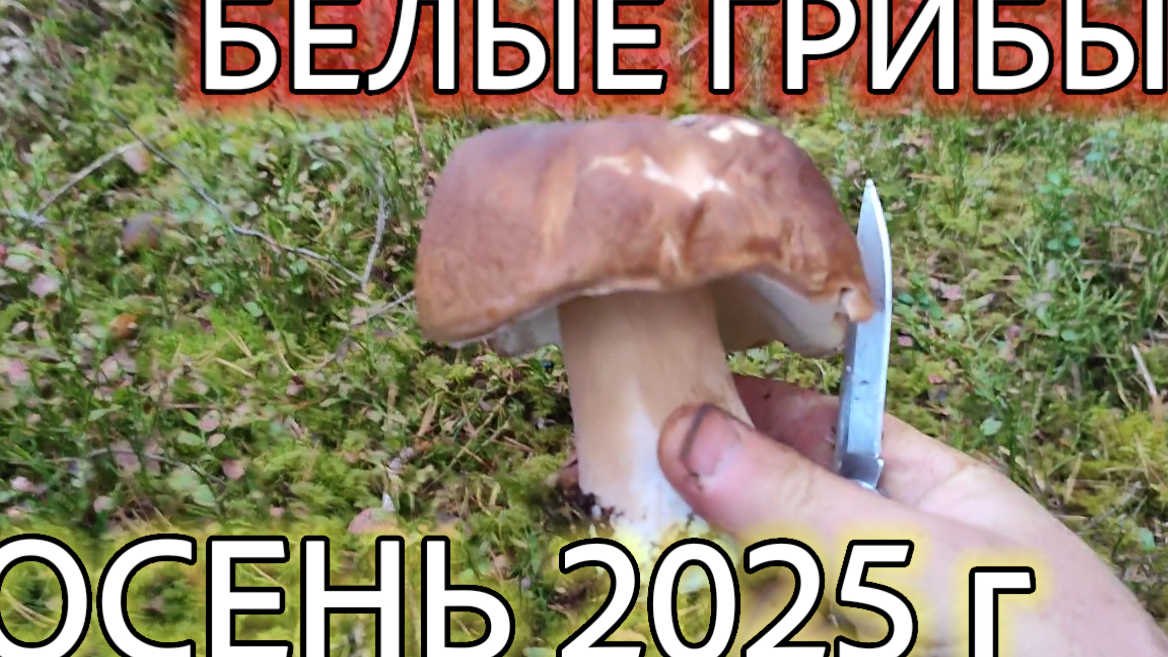 Осенний сбор Грибов. Грибы Беларуси 2025г. смотреть онлайн