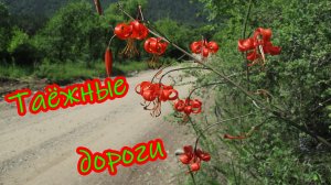 Чикойские кедровники. Начало пути.