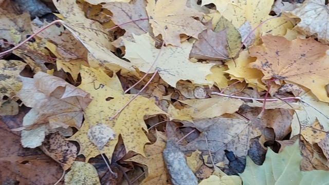 Успели ПОШУРШАТЬ (до дождей) !!!?