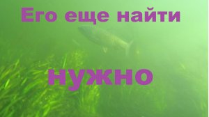 Волга. Амур. Подводная охота.