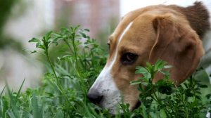 РЕАКЦИЯ СОБАКИ НА ДИВАН ИЗ КОЛБАСЫ!