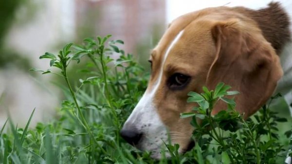 РЕАКЦИЯ СОБАКИ НА ДИВАН ИЗ КОЛБАСЫ!