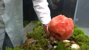 За сколько минут улитки съедят арбуз?