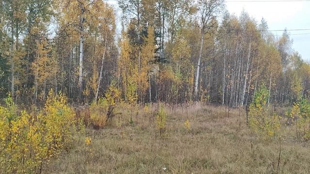 VID_20251010_084002 смотреть онлайн