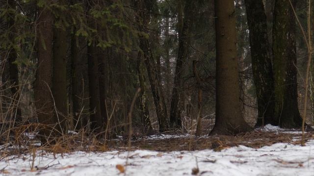 Волшебный лес.