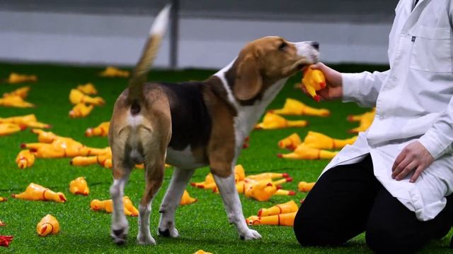 ПРАНК НАД СОБАКОЙ ПРИ ПОМОЩИ 1000 ОРУЩИХ КУРИЦ смотреть онлайн