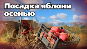 Осенняя посадка яблони. Важные подсказки опытного агронома