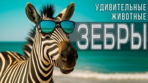 ЗЕБРА - удивительное животное!