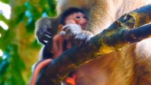 Baby monkey:
- Вот это прогулочка!...   1000037420.mp4