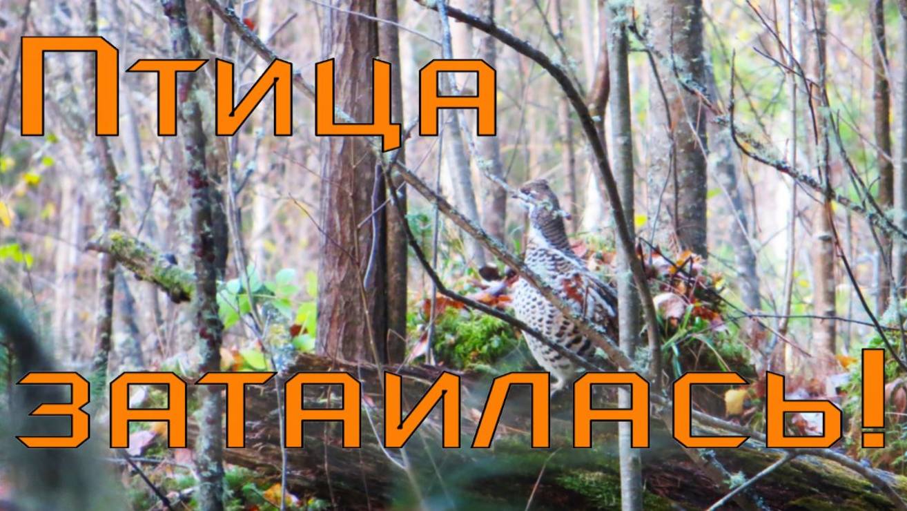 Охота на рябчика ясный денёк погода скачет то снег то дождь рябчик залёг несколько дней впустую смотреть онлайн