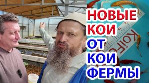 Наши новые карпы Кои от Кои-Фермы