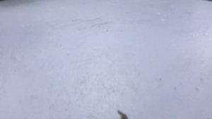 Насколько прочный панцирь у черепахи?