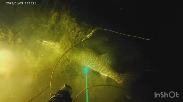 Подводная охота ночью.Щука себя порвала.Нашел своего подранка смотреть онлайн