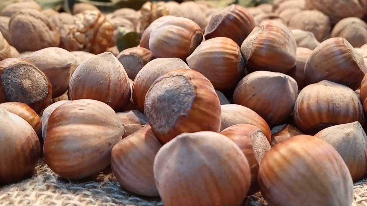 Семена фундука Каталонский для проращивания | Ростов-на-Дону | Small Gardens