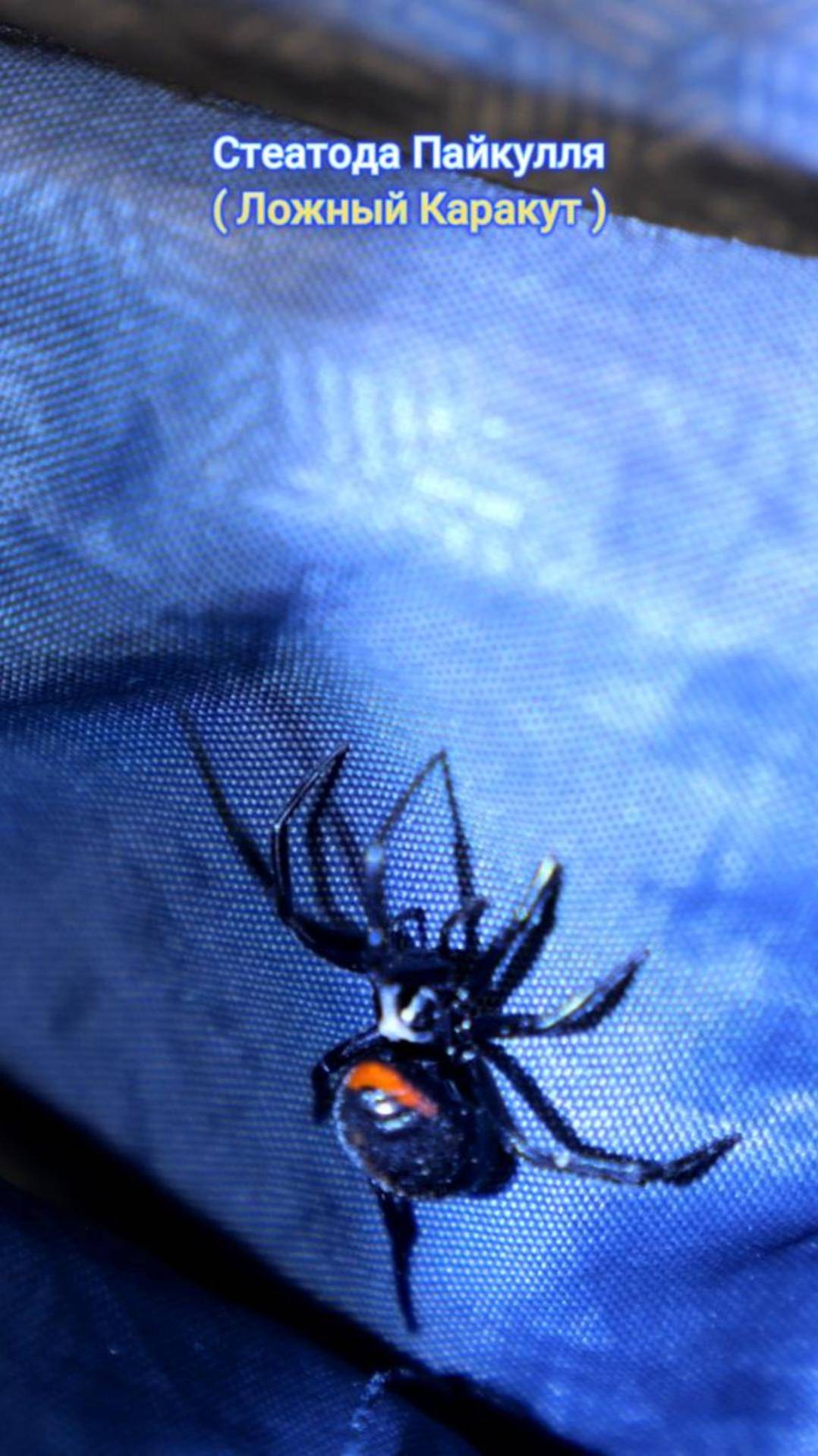 Стеатода Пайкулля (Ложный каракут )