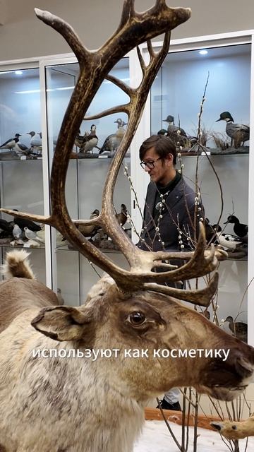 Якутская фауна и фармакология