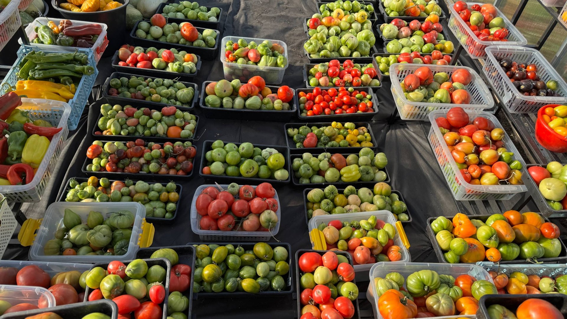 ТОП 5 ТОМАТОВ! Эти томаты ни на что не променяю выращиваю ежегодно! смотреть онлайн