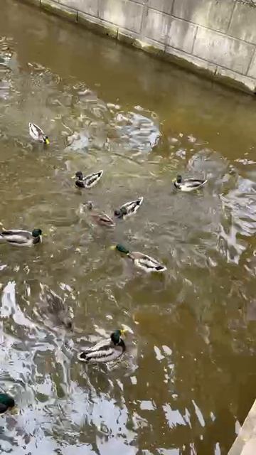 Уточки в пруду смотреть онлайн