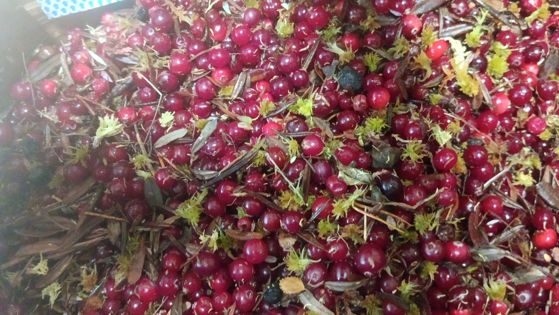 Вот такая Клюква. Второй раз подряд.А стоит 300 руб за литровую банку.... смотреть онлайн