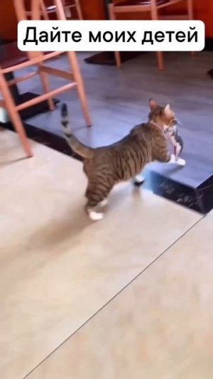 Кошка всё сказала, что думает