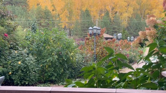 Эксперимент!!! Розы не укрываю. Новый подход к подкормкам и обработкам роз. Готовим розы к зиме.🌹 смотреть онлайн