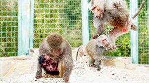 Надеемся, малыш здоров, наблюдаем. Гамадрилы орут и истерят! Дед кидается, требует все угощения!