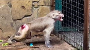 ВОТ ЭТО КОНЦЕРТ нам устроила Люська, не дается в никакую сделать ей ТЕСТ НА БЕРЕМЕННОСТЬ!