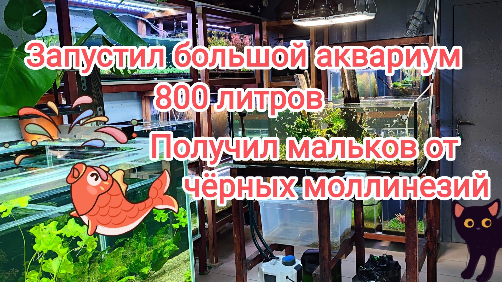 Запустил новый аквариум медленный Травник, получил малька чёрной моллинезии и так просто разговоры. смотреть онлайн