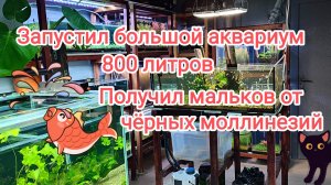 Запустил новый аквариум медленный Травник, получил малька чёрной моллинезии и так просто разговоры.