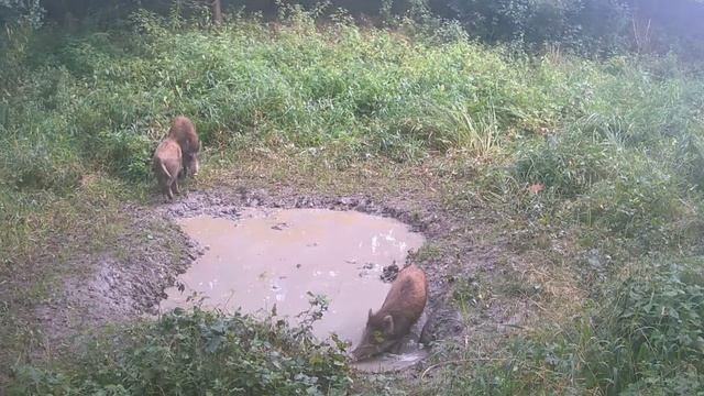 Кабаны видео фото ловушки смотреть онлайн