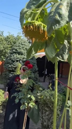 ГИГАНТСКИЕ ПОДСОЛНУХИ ОТ АРУСИ КАВКАЗ! ЗАЩИТА ПОДСОЛНУХА ОТ ПТИЦ! #арусякавказ #подсолнух