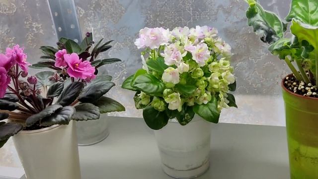 Фиалки трейлеры и не только. смотреть онлайн