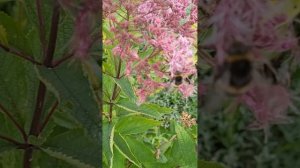 ЛУЧШЕЕ СРЕДСТВО ОТ СОРНЯКОВ//ОБЗОР САДА В ОКТЯБРЕ