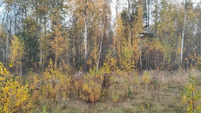VID_20251010_084303 смотреть онлайн