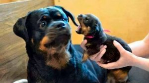 🍿 ЗАБАВНЫЕ МОМЕНТЫ С ЖИВОТНЫМИ, СНЯТЫЕ НА КАМЕРУ