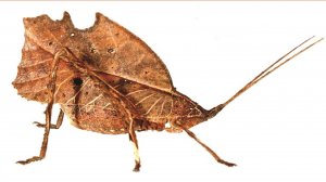 Биология обмана : Дофамин Красота и Иллюзия близости