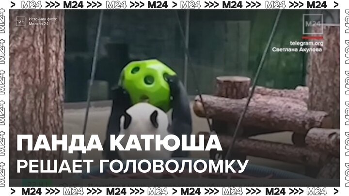 Московский зоопарк показал, как панда Катюша разобралась с головоломкой - Москва 24 смотреть онлайн