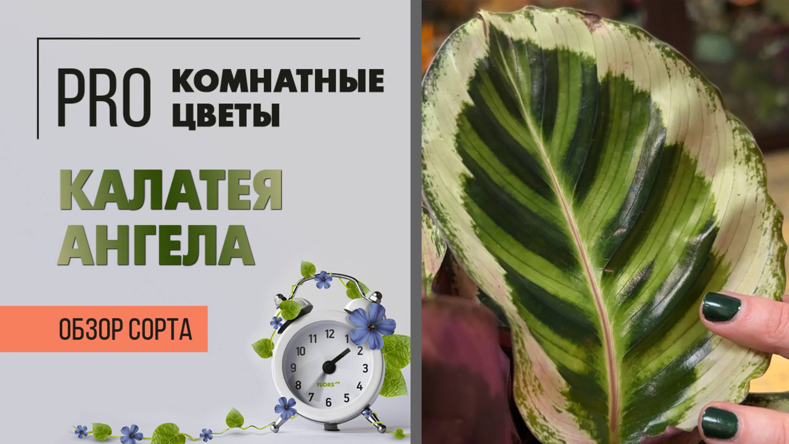 Калатея Ангела. Обзор сорта. Комнатное растение для тени и полутени.