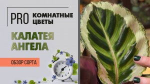 Калатея Ангела. Обзор сорта. Комнатное растение для тени и полутени.